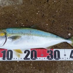 秋の青物シーズン開幕 (その3)