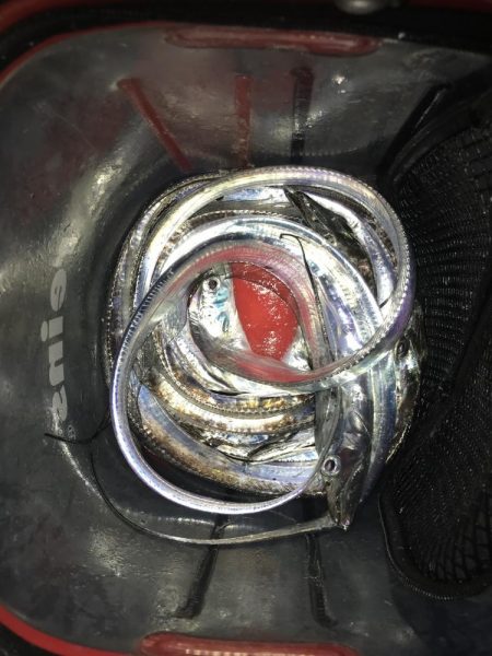 朝マズメにワームで太刀魚9匹GET