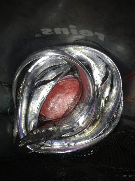 エコギア　パワーシャッドで太刀魚8匹GET…