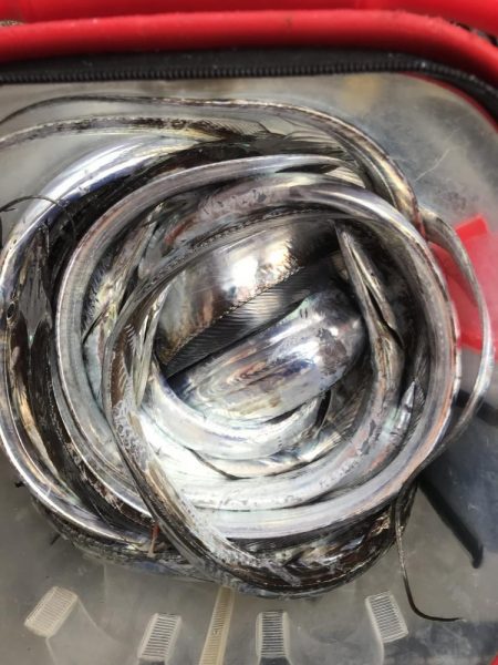 ダイソーテンヤで波止太刀魚29匹GET