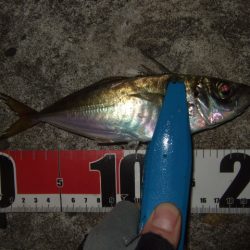 シーズン初釣行強風下のアジ