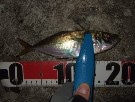 シーズン初釣行強風下のアジ