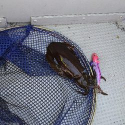 久々にティップラン