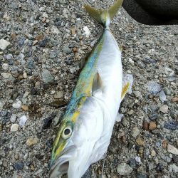 ショアジギング