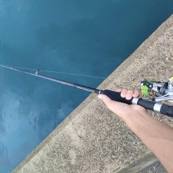 青物あがりましたー！