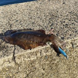 イカでかすぎー!