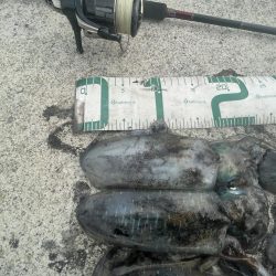 2024 佐渡ヶ島エギング 16回目【9月28日】