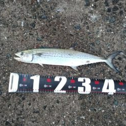 武庫川一文字でサゴシ