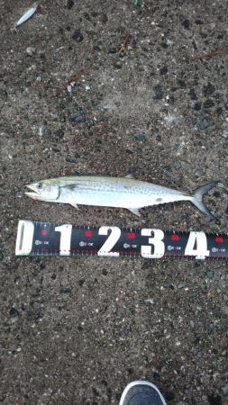 武庫川一文字でサゴシ