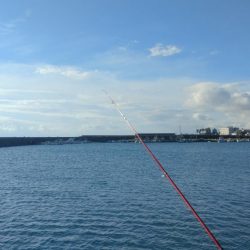 淡路浦港のキス