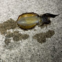 いか あじ釣り