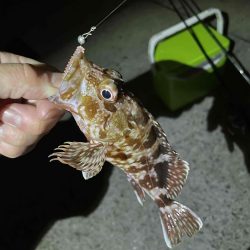 今年初タチウオ