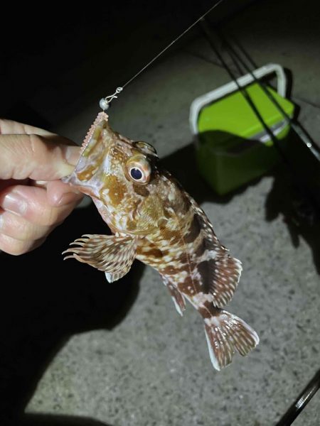 今年初タチウオ