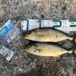 2024 佐渡ヶ島エギング 18回目【10月1日】