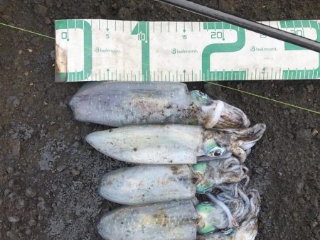 2024 佐渡ヶ島エギング 22回目【10…