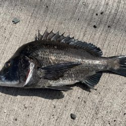 イチノ兄弟、釣果！