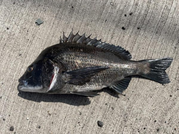 イチノ兄弟、釣果！