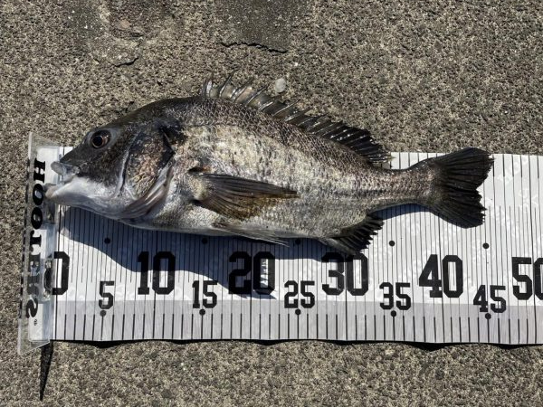 イチノ兄弟、釣果!