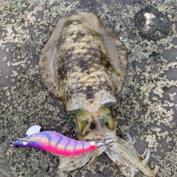 サーフエギング