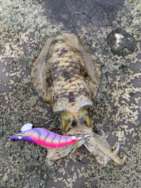 サーフエギング