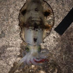 エギング　佐渡遠征④