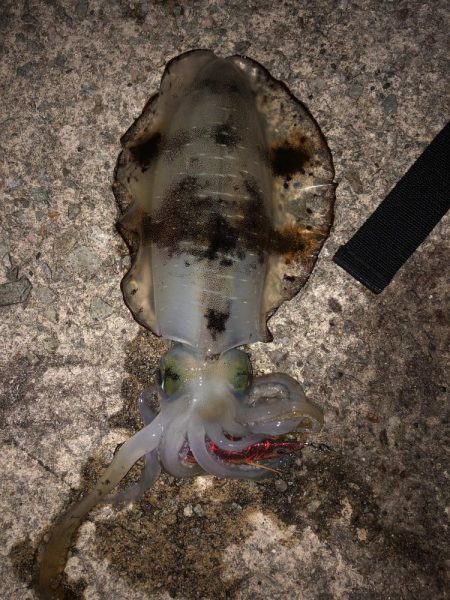 エギング　佐渡遠征④