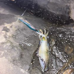 秋イカエギング