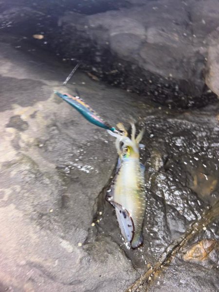 秋イカエギング