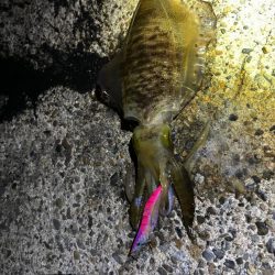 【高浜〜舞鶴エリア】秋イカ探し