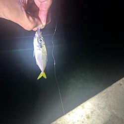 イカとアジを求めて