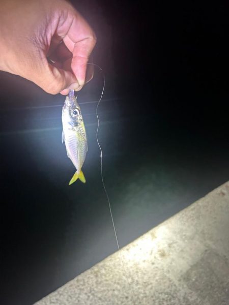 イカとアジを求めて