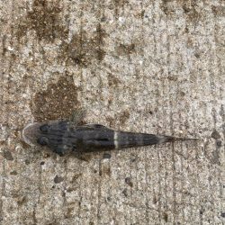 魚住〜江井ヶ島釣行!