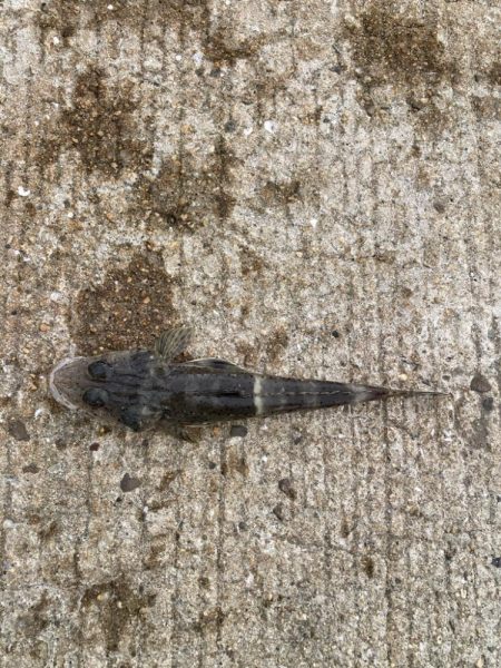 魚住〜江井ヶ島釣行!