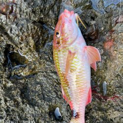 多種多様釣れてます!但しサイズが伸びない!