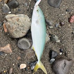 祝!初ヒラマサ!!