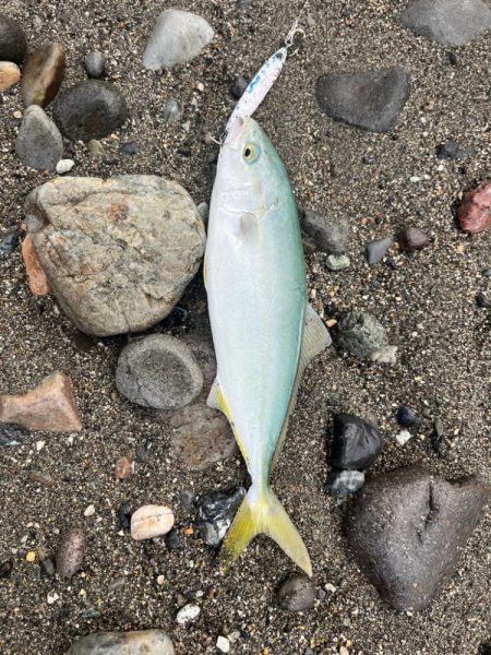 祝!初ヒラマサ!!