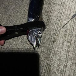 太刀魚浮き釣り