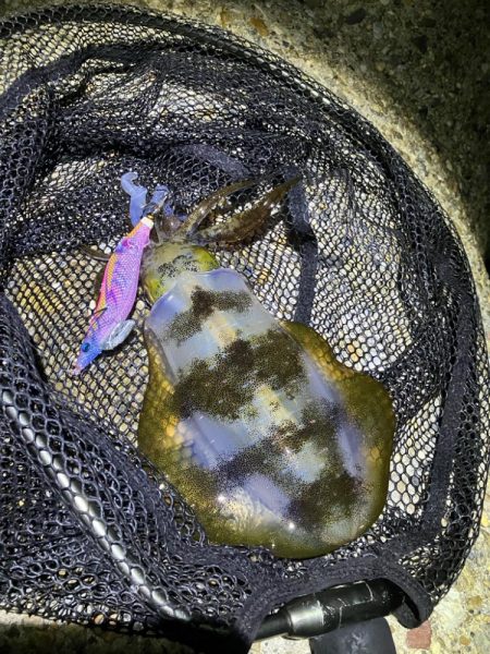 秋🦑　ナイトエギング(^^…