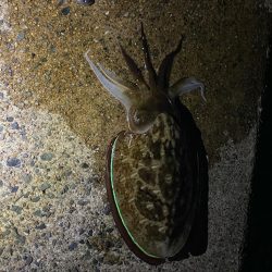 アオリイカ連敗…コウイカ2連勝…