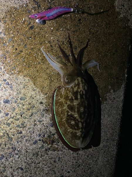 アオリイカ連敗…コウイカ2連勝…