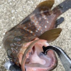 デイアコウがんばる・・・アコウ2+ガシラ複数