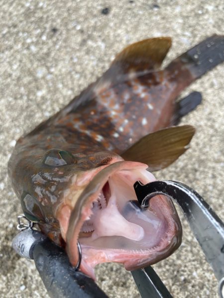 デイアコウがんばる・・・アコウ2+ガシラ複数