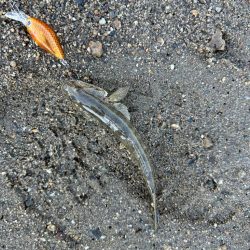 今年最初で最後のハゼクラ!