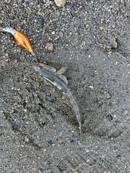 今年最初で最後のハゼクラ!