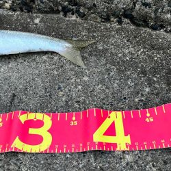 丸々太ったオーバーサイズカマス!