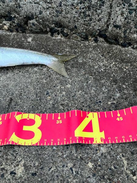 丸々太ったオーバーサイズカマス!