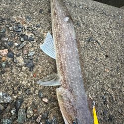 いろいろ釣れた