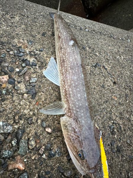 いろいろ釣れた