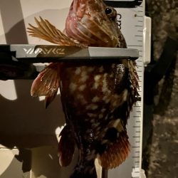 イシゴガイ最強