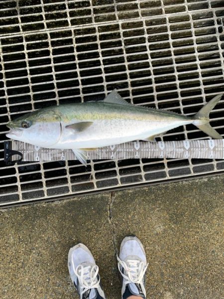 メジロをこえてブリ‼…